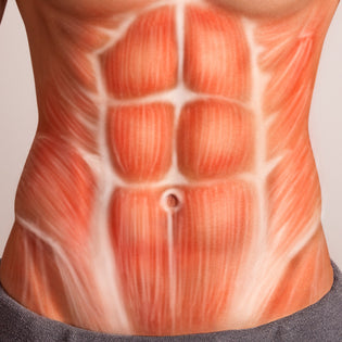  What do the Abdominals do?